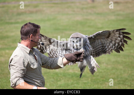 Hertfordshire, Inghilterra, circa del luglio 2015, Steve Backshall, naturalista e wildlife presenter in un live show della fauna selvatica con un grande Foto Stock