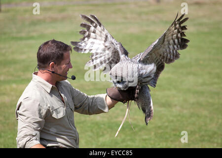 Hertfordshire, Inghilterra, circa del luglio 2015, Steve Backshall, naturalista e wildlife presenter in un live show della fauna selvatica con un grande Foto Stock