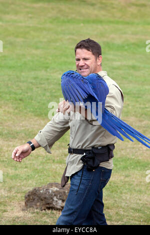 Hertfordshire, Inghilterra, circa del luglio 2015, Steve Backshall, naturalista e wildlife presenter ad una fauna live show con Hyacint Foto Stock