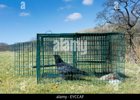 Carrion Crow nella trappola di Larsen, utilizzata per il comando di crow popolazione in campagna. Cumbria, Regno Unito. Foto Stock