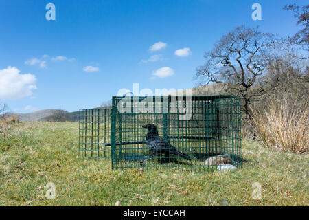 Carrion Crow nella trappola di Larsen, utilizzata per il comando di crow popolazione in campagna. Cumbria, Regno Unito. Foto Stock