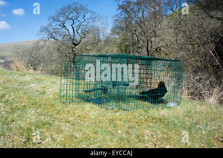 Carrion Crow nella trappola di Larsen, utilizzata per il comando di crow popolazione in campagna. Cumbria, Regno Unito. Foto Stock