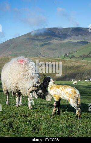 Swaledale Pecora con agnello neonato, Cumbria, Regno Unito. Foto Stock
