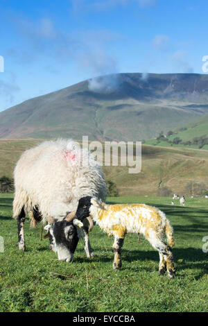 Swaledale Pecora con agnello neonato, Cumbria, Regno Unito. Foto Stock