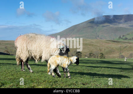 Swaledale Pecora con agnello neonato, Cumbria, Regno Unito. Foto Stock