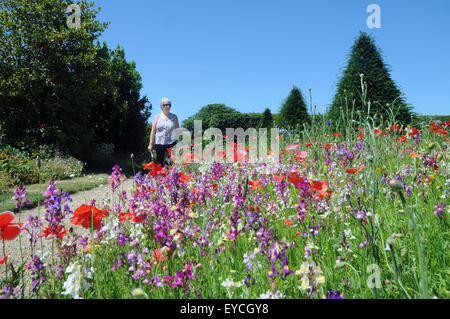 11/07/2015 fiori selvatici nei giardini del Castello di Arundel Arundel Castle, West Sussex è stata fondata alla fine del XI secolo Foto Stock