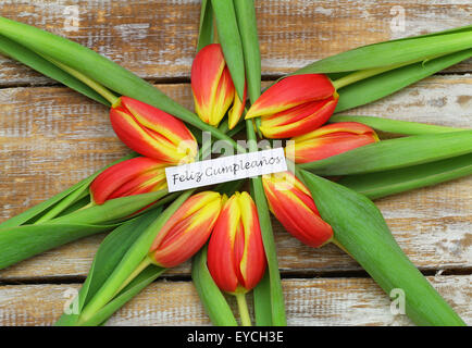 Feliz cumpleanos (che significa buon compleanno in spagnolo) con rosso e tulipani gialli Foto Stock