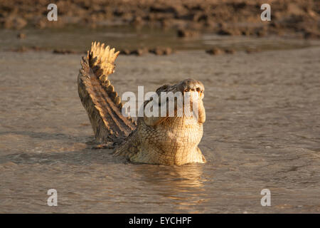 Coccodrillo del Nilo (Crocodylus niloticus) sollevando la sua testa e la coda di alcuni acqua fangosa. Foto Stock