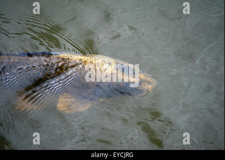 Carpe Koi nel fossato a Castello Bodiam sussex Foto Stock