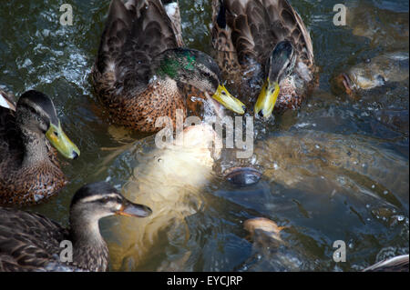 Carpe Koi nel fossato a Castello Bodiam sussex Foto Stock