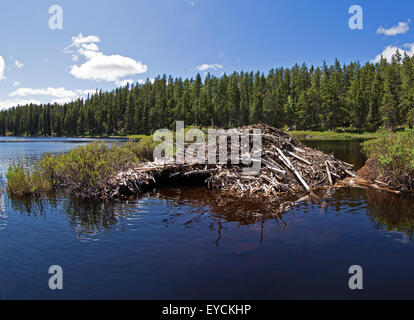 Beaver casa su un lago Foto Stock