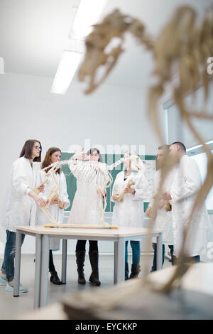 La scienza gli studenti guardando lo scheletro di animale in aula scolastica Foto Stock