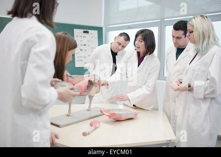 Gli studenti guardando al modello anatomico in aula Foto Stock