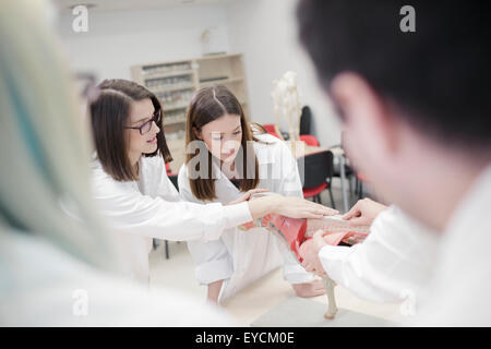 Gli studenti guardando lo scheletro di animale in aula Foto Stock