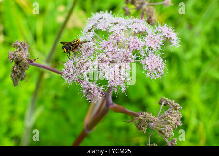 Unione Hornet, Vespa crabro, sulla mucca Prezzemolo, Anthriscus sylvestris. Foto Stock