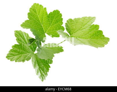 Foglie di ribes isolato su uno sfondo bianco. Foto Stock