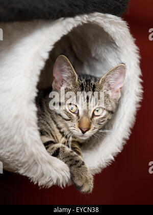 Gatto di casa Foto Stock