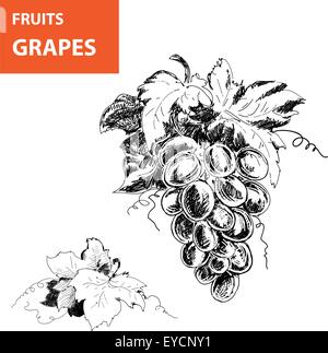 Disegnato a mano le illustrazioni delle uve Illustrazione Vettoriale