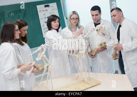 La scienza gli studenti guardando lo scheletro di animale in aula scolastica Foto Stock