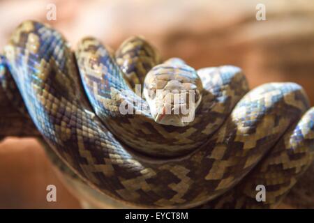 Close up ritratto di Snake Marrone avvolto sul ramo di albero, Australia Foto Stock