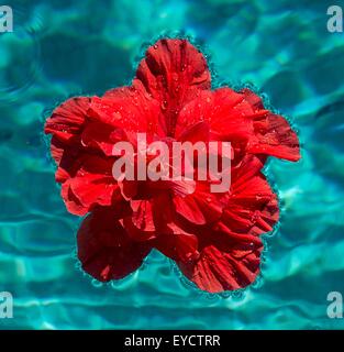 Rosso di fiori di ibisco galleggianti in piscina Foto Stock