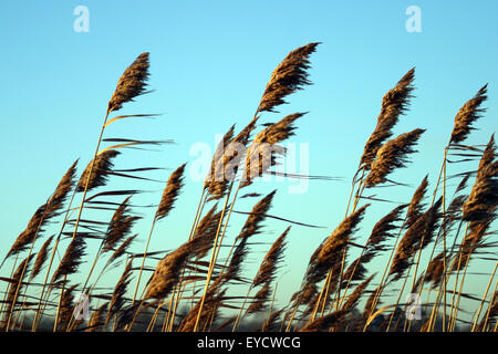 Wild reeds contro una luce blu cielo alba dare modo al vento in armonia e in sintonia, come hanno fatto per eoni. Foto Stock