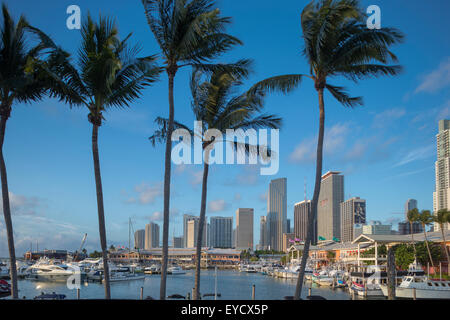 Alte palme Bayside Marketplace MARINA skyline del centro di Miami, Florida, Stati Uniti d'America Foto Stock