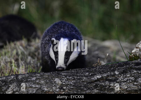 Un badger su un registro REGNO UNITO Foto Stock