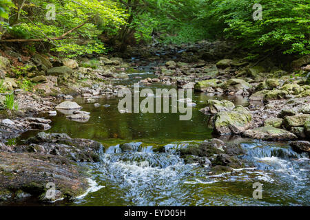 Un piccolo torrente di montagna nelle Hautes Fagnes, Ardenne, Belgio fluente attraverso la foresta verde come attraverso un tunnel. Foto Stock