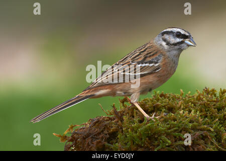 Rock Bunting (Emberiza cia). Benalmadena, Malaga, Andalusia, Spagna Foto Stock