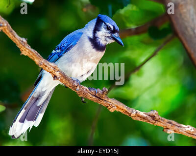 Blue Jay in piedi sul ramo Foto Stock