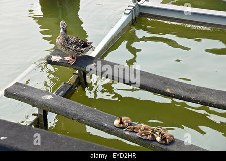 Femmina Mallard duck con le ochette su di un battello da sollevare in un lago marina. Foto Stock