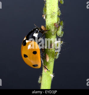 Marienkaefer, Coccinella, semptempunctata beim Fressen von Blattlaeusen, Foto Stock
