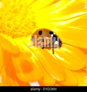 Marienkaefer, Coccinella, semptempunctata, Foto Stock