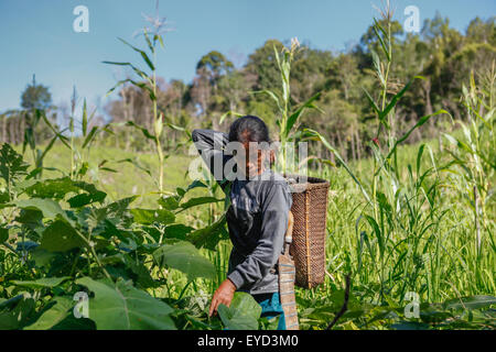 Una donna contadina della comunità IBAN che lavora in una fattoria agricola vicino al villaggio di Sungai Utik a Kapuas Hulu, Kalimantan occidentale, Indonesia. Foto Stock