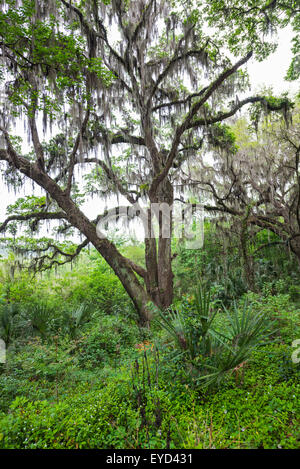 Kanapaha Spring Garden Festival a Gainesville Florida. Foto Stock