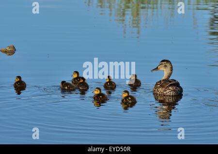 Una femmina di Mallard duck "Anas pltyrhynchos', con la sua covata di giorno il vecchio anatroccoli nuotare in un stagno di castoro Foto Stock