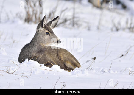 Una femmina di mulo cervo Odocoileus hemionus, posa in neve fresca nelle zone rurali di Alberta in Canada Foto Stock