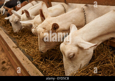 Capre al Misty Creek Dairy in Lancaster County, Pennsylvania, STATI UNITI D'AMERICA Foto Stock