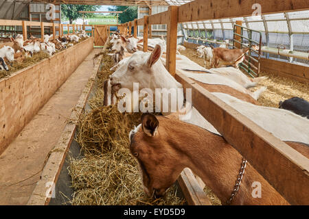 Capre al Misty Creek Dairy in Lancaster County, Pennsylvania, STATI UNITI D'AMERICA Foto Stock