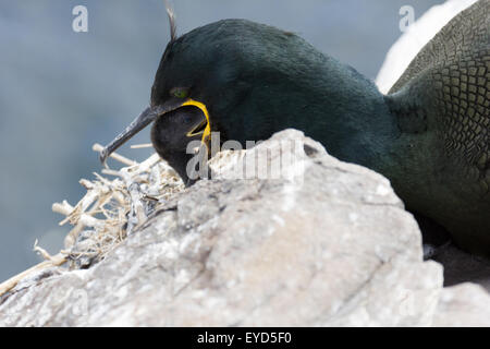 Il marangone dal ciuffo adulto Alimentazione Chick phalacrocorax aristotelis nidificazione sugli scogli sulle isole farne Northumberland England Regno Unito Foto Stock