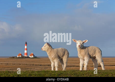 Faro Westerheversand e due agnelli bianchi on Salt Marsh a Westerhever, il Wadden Sea National Park, Nord Frisia, Germania Foto Stock