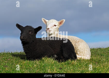 In bianco e nero gli agnelli di caseificio Frisone pecore in appoggio in prato, Frisia settentrionale, Germania Foto Stock