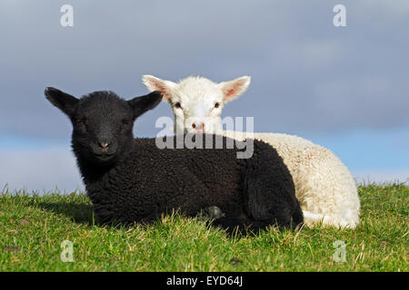 In bianco e nero gli agnelli di caseificio Frisone pecore in appoggio in prato, Frisia settentrionale, Germania Foto Stock