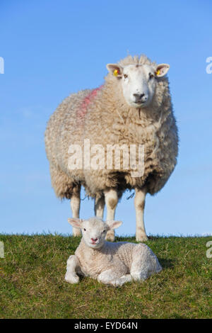 Il frisone dairy ovini Pecora con agnello bianco nel prato, Frisia settentrionale, Germania Foto Stock