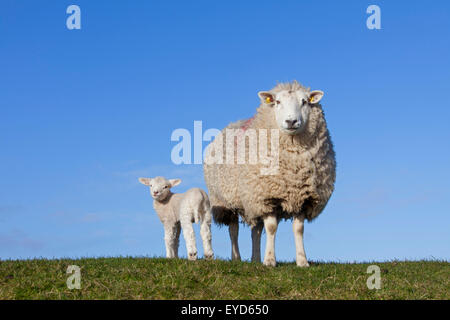 Il frisone dairy ovini Pecora con agnello bianco nel prato, Frisia settentrionale, Germania Foto Stock