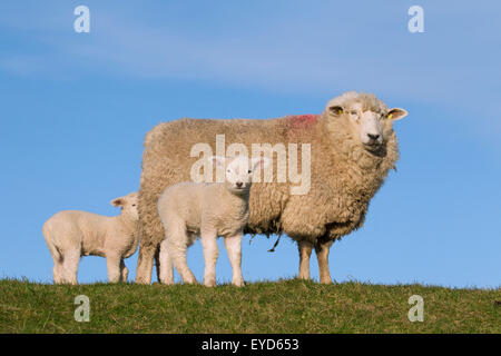 Il frisone dairy ovini pecora con due agnelli bianchi nel prato, Frisia settentrionale, Germania Foto Stock