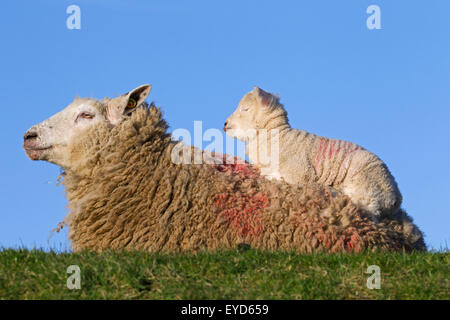 Il frisone dairy ovini Pecora con agnello bianco in appoggio sulla sua schiena in prato, Frisia settentrionale, Germania Foto Stock