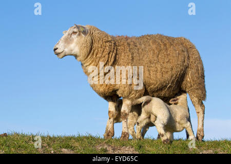 Il frisone dairy ovini lattanti per pecora due agnelli bianchi nel prato, Frisia settentrionale, Germania Foto Stock