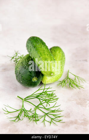 Cetrioli con aneto su rustico in pietra bianco sullo sfondo Foto Stock